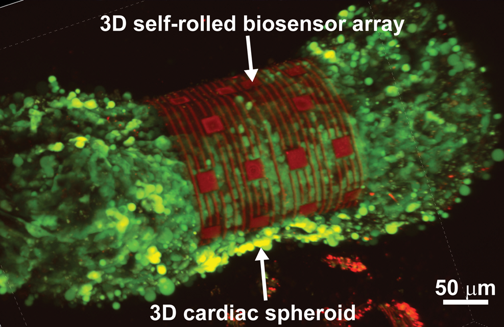 Imaging of a cardiac spheroid