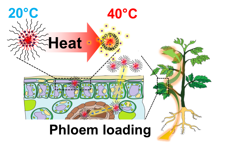 Technical graphic showing phloem loading in a plant due to heat