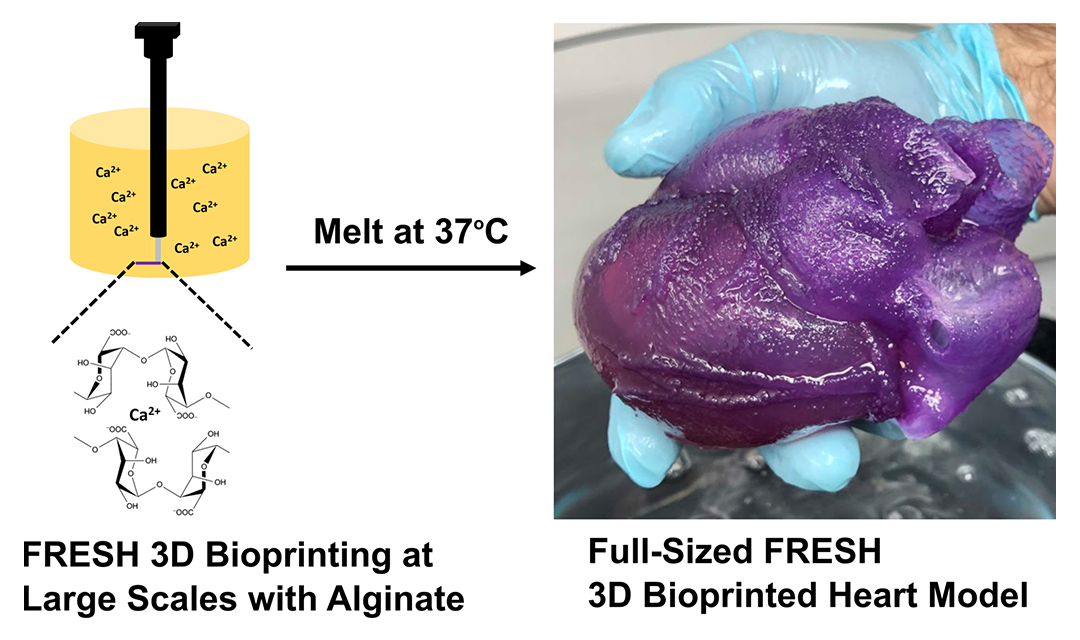 Technical diagram showing how the FRESH 3d bioprinting works