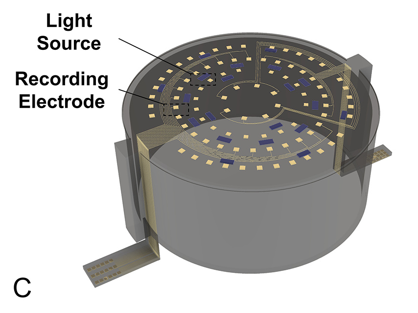 Light source and recording electrode of the dura